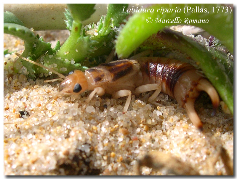 La vistosa forbicina delle rive: Labidura riparia